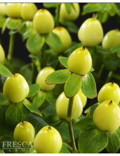 Hypericum Solid Color Pack By the Box 15 Bunches