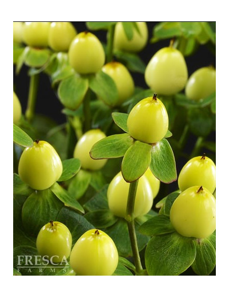 Hypericum Solid Color Pack By the Box 15 Bunches