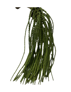 Caryota Fresh Medium / 6 stems