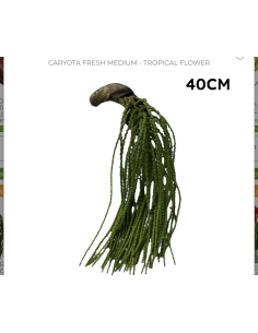 Caryota Fresh Medium / 6 stems 2