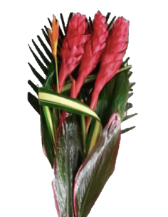 Tropical Bouquet Flat Collection / Red Ginger 14  bunches