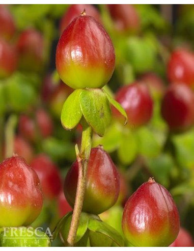 Hypericum Solid Color Pack By the Box 15 Bunches