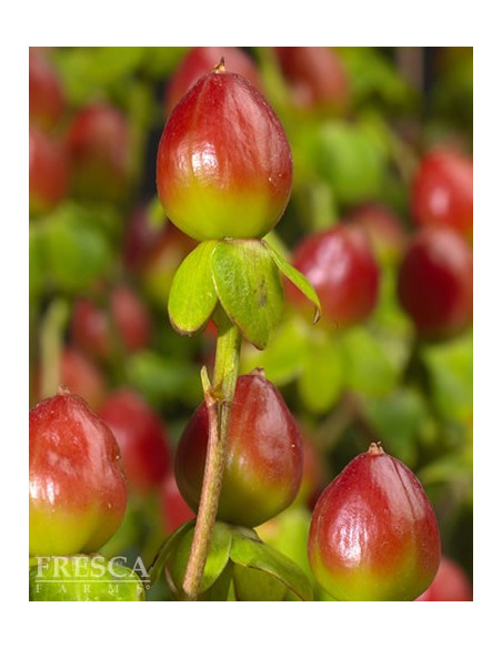 Hypericum Solid Color Pack By the Box 15 Bunches