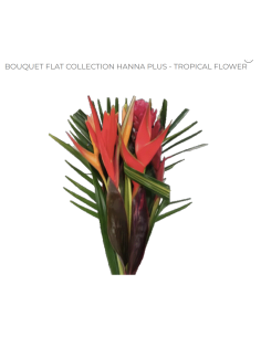 Tropical Bouquet Hanna PLUS Collection 5 bunches