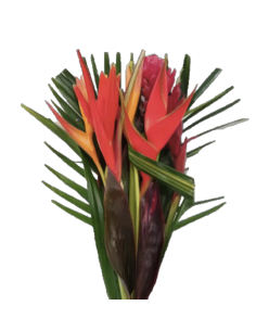 Tropical Bouquet Hanna PLUS Collection 5 bunches 2
