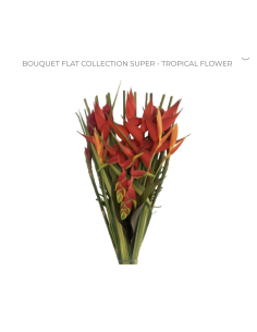Tropical Bouquet Flat Collection SUPER 5 bunches