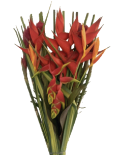 Tropical Bouquet Flat Collection SUPER 5 bunches 2