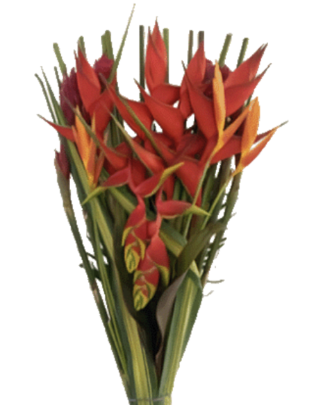 Tropical Bouquet Flat Collection SUPER 5 bunches