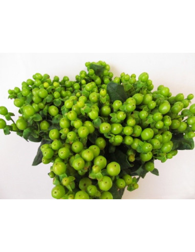 Hypericum Solid Color Pack By the Box 15 Bunches