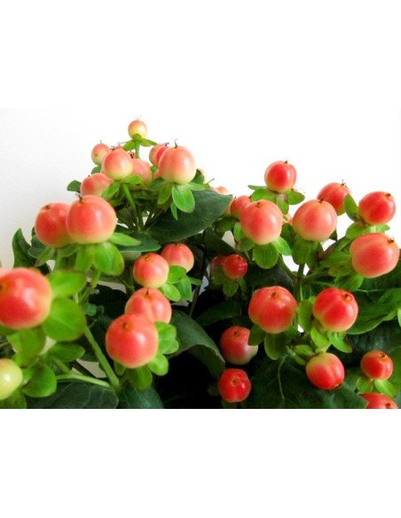 Hypericum Solid Color Pack By the Box 15 Bunches