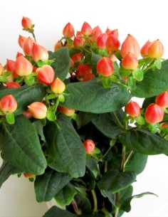 Hypericum Solid Color Pack By the Box 15 Bunches
