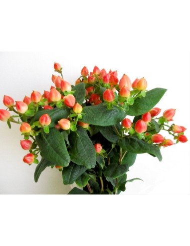 Hypericum Solid Color Pack By the Box 15 Bunches