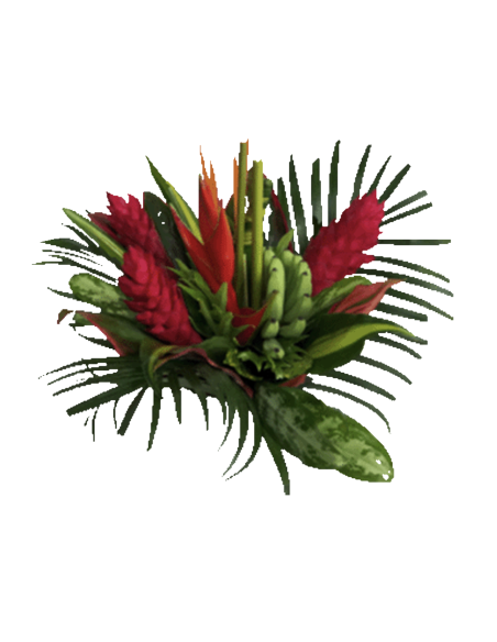 Tropical Bouquet "FUEGO BANANA" LARGE Premium Collection 4 bunches
