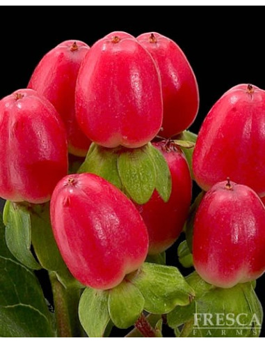 Hypericum Solid Color Pack By the Box 15 Bunches