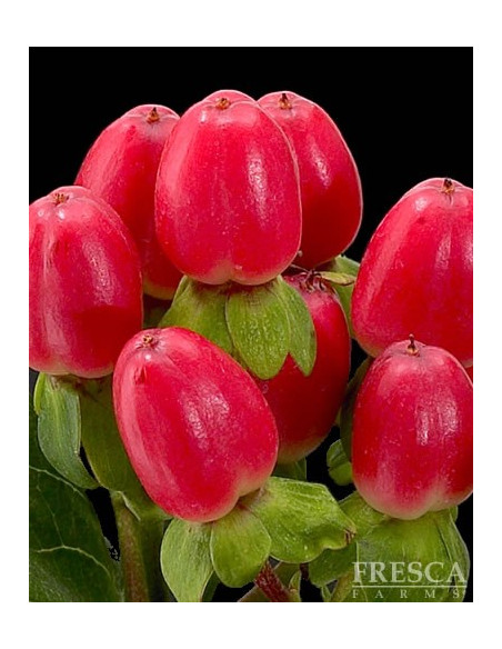Hypericum Solid Color Pack By the Box 15 Bunches