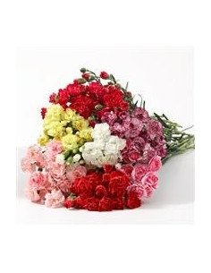 Holiday Mini Carnations Solid Pack or Assorted 150 stems 2