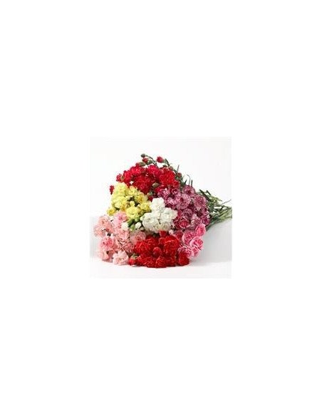 "Bulk pack of 150 wholesale holiday mini carnations in assorted colors for Valentine's Day floral arrangements."
