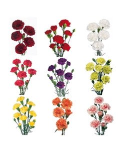 Holiday Mini Carnations Solid Pack or Assorted 150 stems