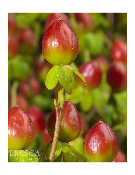 Hypericum Assorted By the Box 15 Bunches