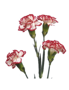 Holiday Mini Carnations Solid Peppermint 150 stems