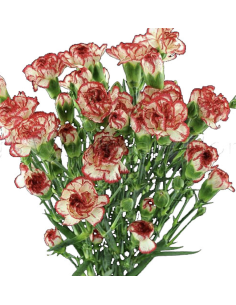 Holiday Mini Carnations Solid Peppermint 150 stems 2