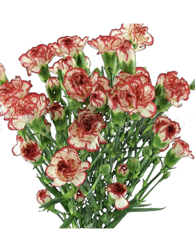 Holiday Mini Carnations Solid Peppermint 150 stems
