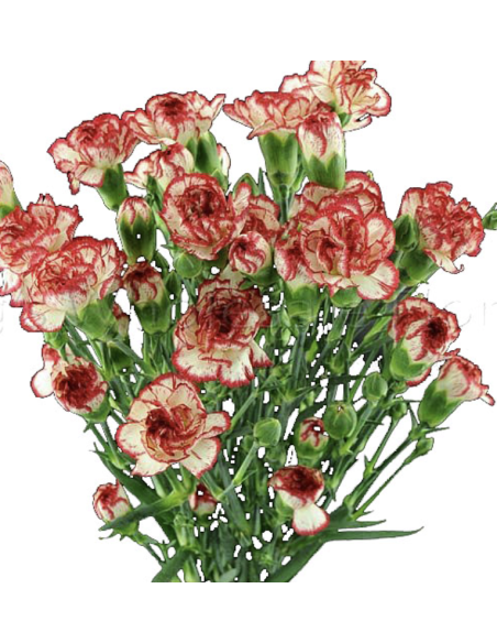 Holiday Mini Carnations Solid Peppermint 150 stems