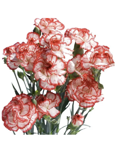 Holiday Mini Carnations Solid Peppermint 150 stems