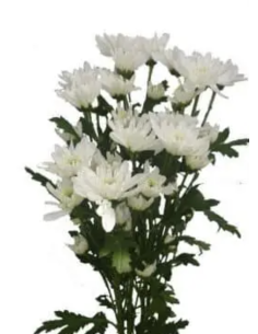 Holiday Cushion Poms White | 14 Bunches Wholesale Cushion Mums