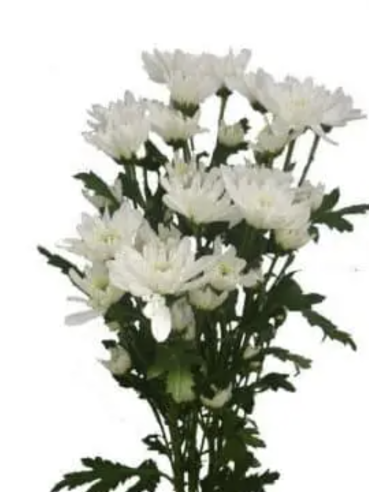 Holiday Cushion Poms White | 14 Bunches Wholesale Cushion Mums