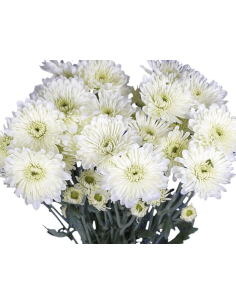 Holiday Cushion Poms White | 14 Bunches Wholesale Cushion Mums 2