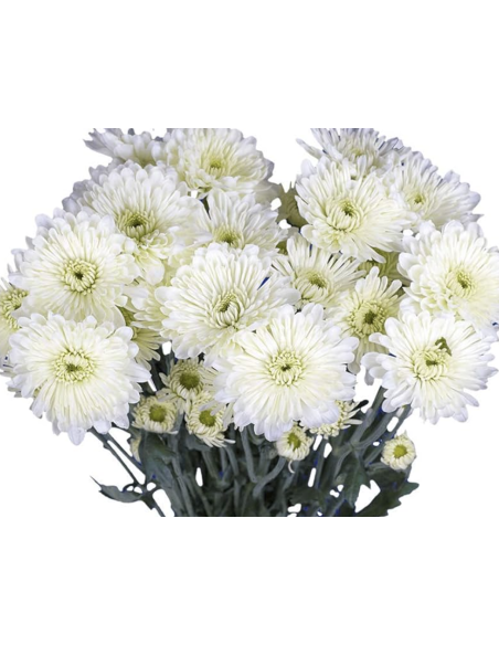 Holiday Cushion Poms White | 14 Bunches Wholesale Cushion Mums