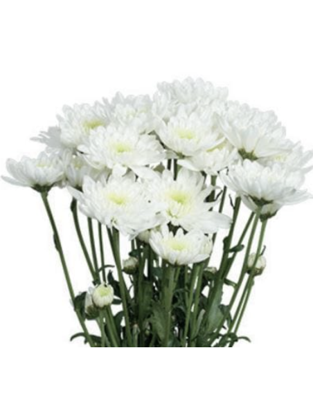Holiday Cushion Poms White | 14 Bunches Wholesale Cushion Mums