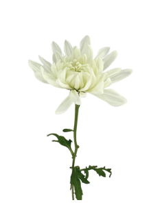 Holiday Cremone White 120 Stems BULK BOX