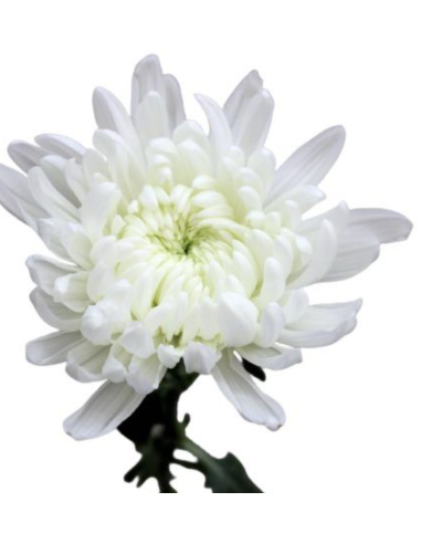 Holiday Cremone White 120 Stems BULK BOX