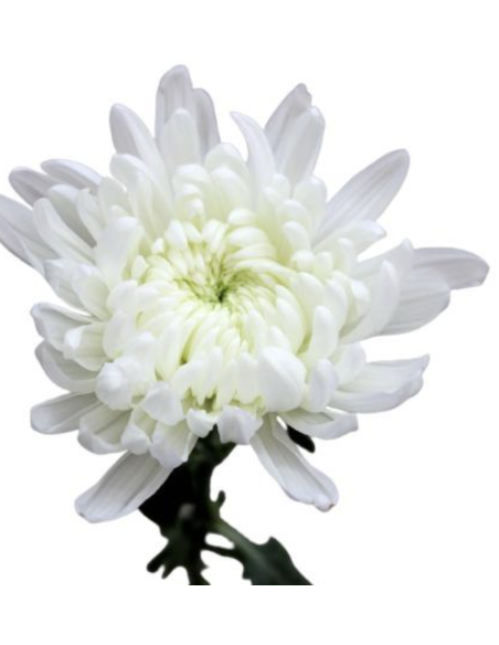 Holiday Cremone White 120 Stems BULK BOX