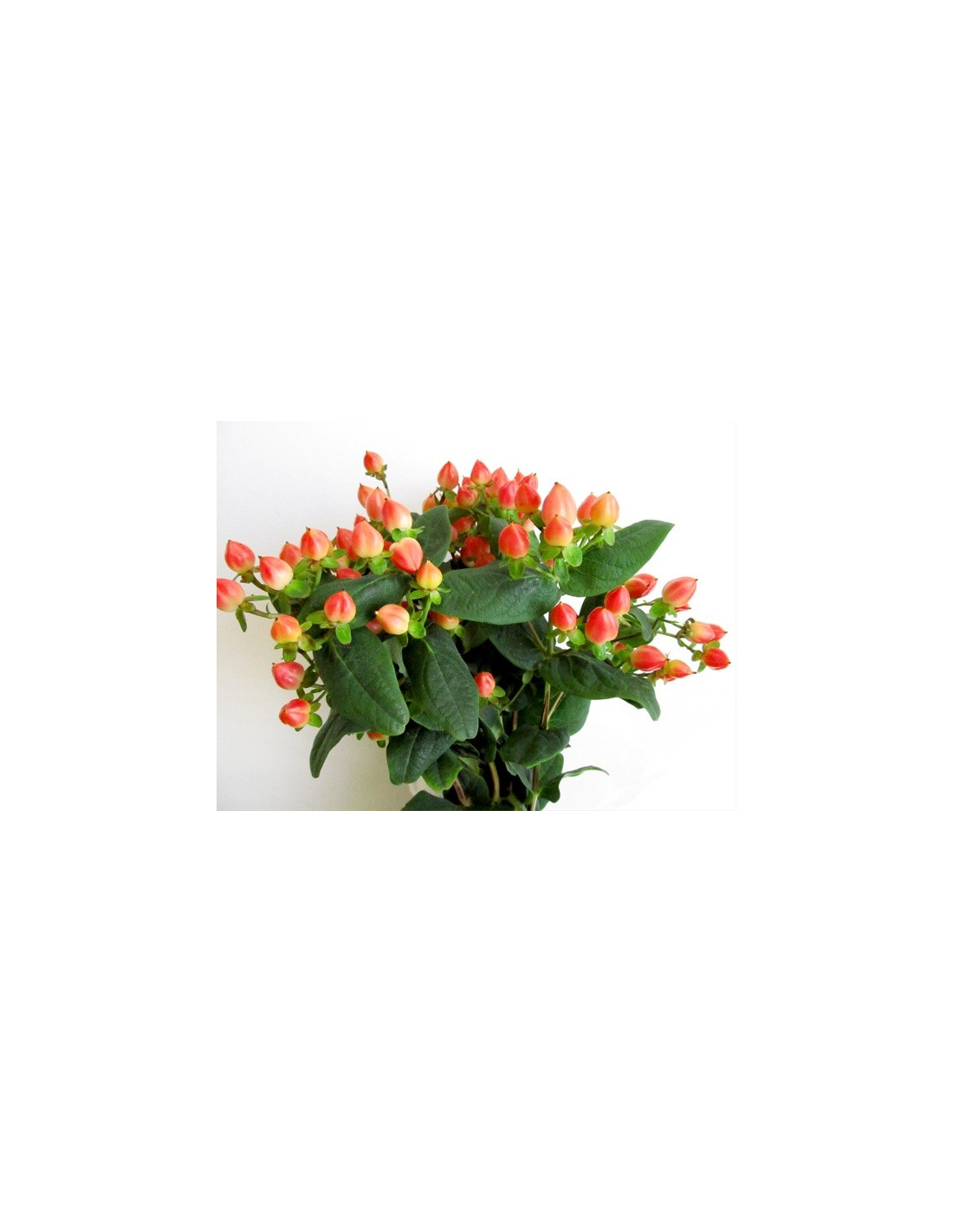 Wholesale Hypericum Berries Assorted Mix - 150 Stems Bulk