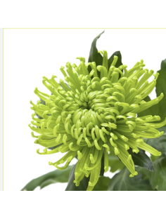 Holiday Cremone Green Stems BULK BOX 2