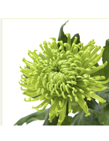 Holiday Cremone Green Stems BULK BOX