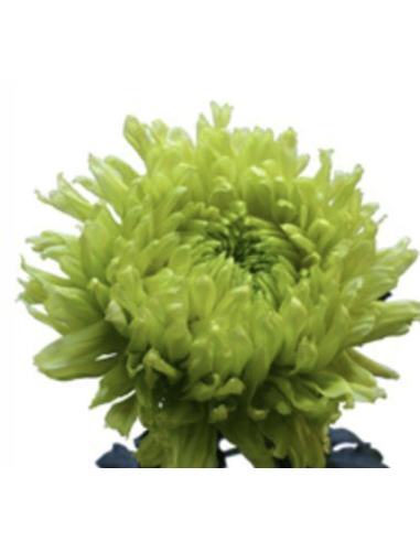 Holiday Cremone Green Stems BULK BOX