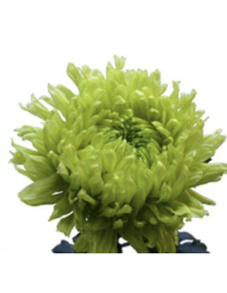 Holiday Cremone Green Stems BULK BOX