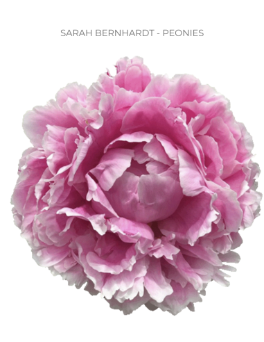 Sarah Bernhardt Peonies 80 Stems