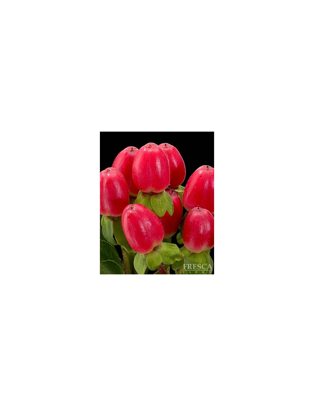 Wholesale Hypericum Berries Assorted Mix - 150 Stems Bulk