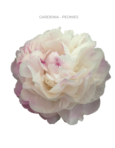 Gardenia Blush Peonies 100 stems and other Purchase Wholesale gardenia. Free Returns & Net 60 Terms on Faire trending on Faire.