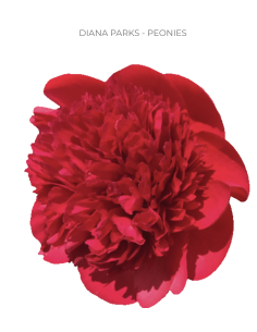 Red Charm Peonies 100 stems