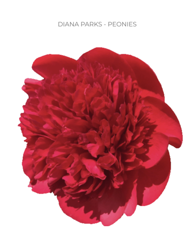 Red Charm Peonies 100 stems Red Charm Peonies 100 stems