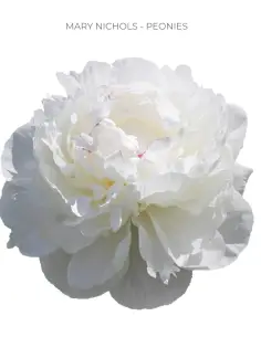 Mary NIchols White Peonies