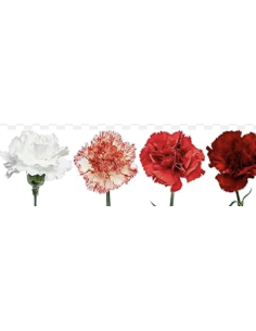 Carnations 2