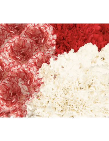 Carnations Christmas Pack 175 stems