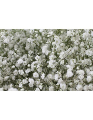Gypsophila By the Box 26 Bunches